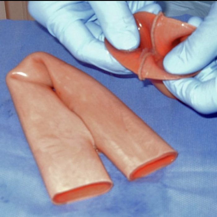 Double Layer Bowel | Surgical Anastomosis Training Model
