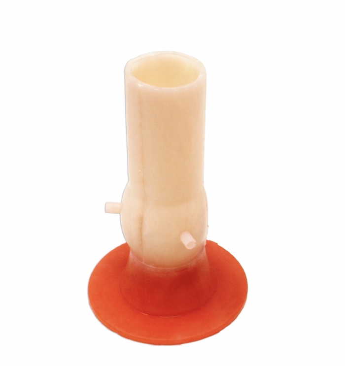 Bicuspid Aortic Valve Model | Cardiac Surgery Training Simulator