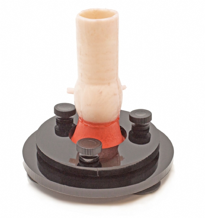 Bicuspid Aortic Valve Model | Cardiac Surgery Training Simulator