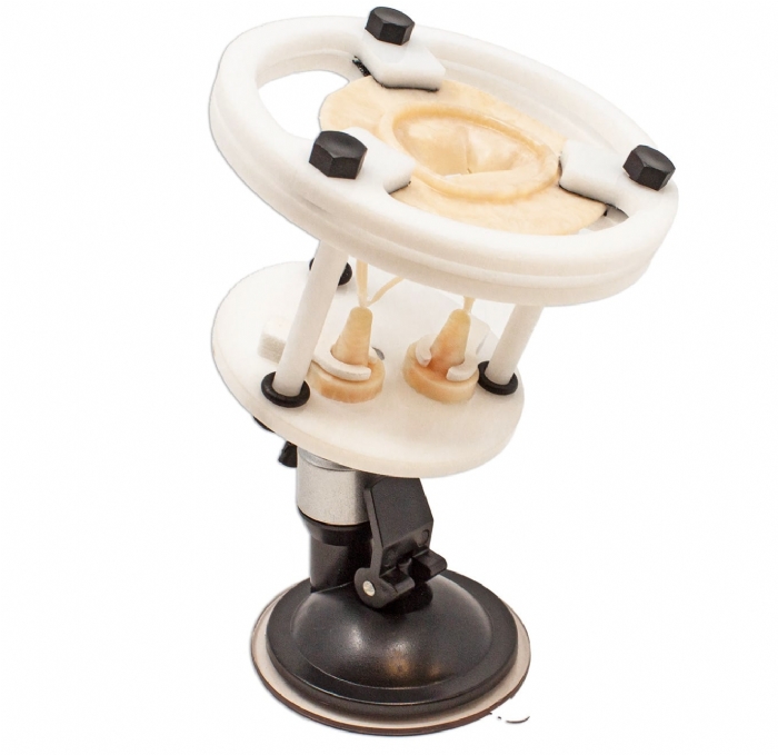Mitral Valve Model | Cardiac Valve Repair Surgical Training Simulator