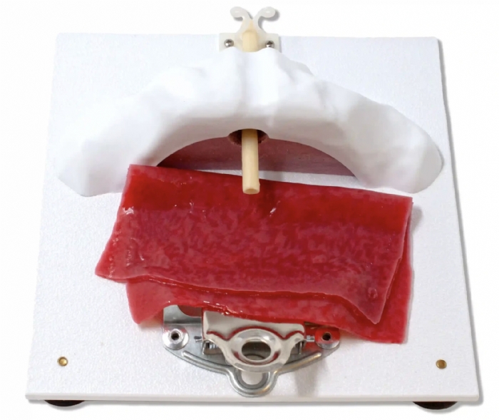 Vesico-Urethral Holder | Urology Surgical Training Base