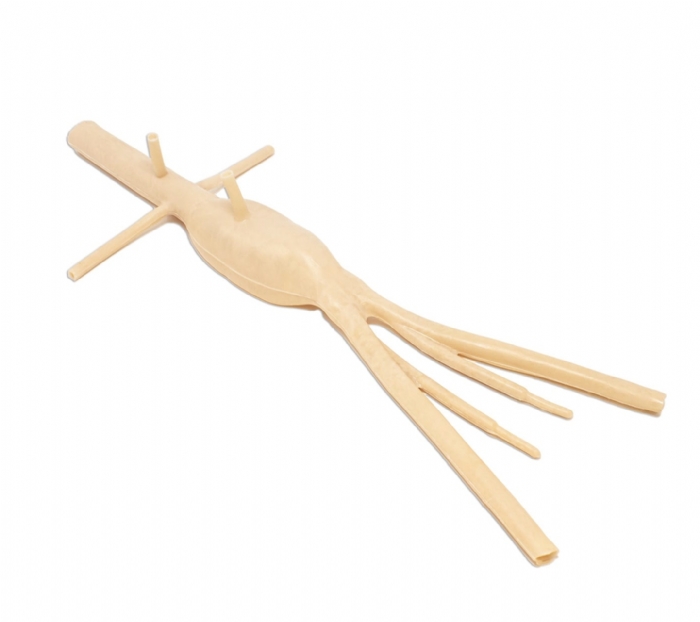 Abdominal Aortic Aneurysm Model | AAA Surgical Training Simulator