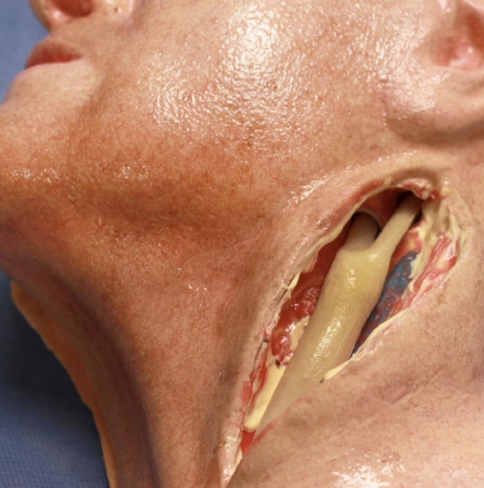 Carotid Artery Training Model | Carotid Endarterectomy Surgical Simulator