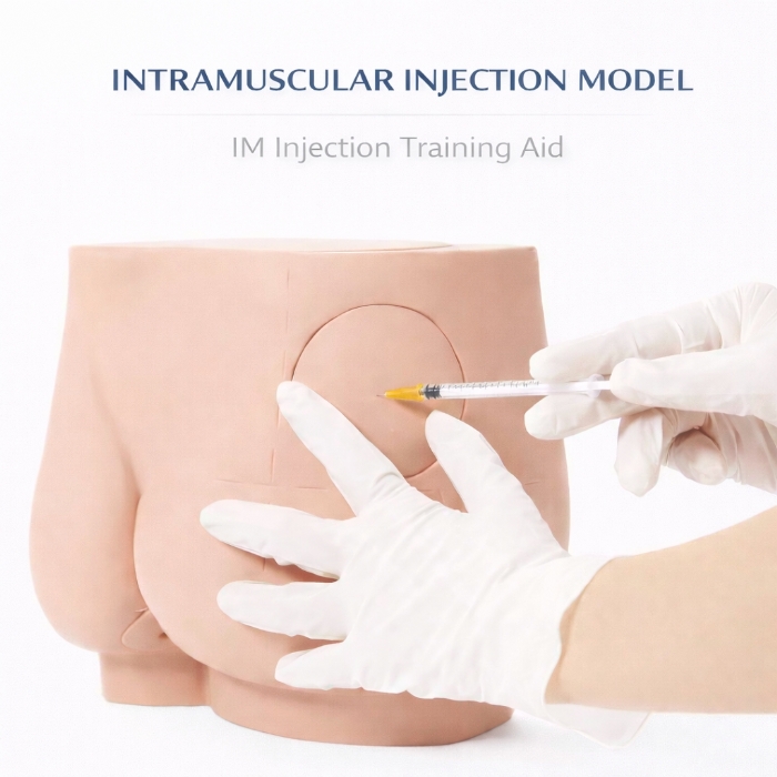 Buttock Intramuscular Injection Training Model – Gluteal IM Injection Practice Simulator