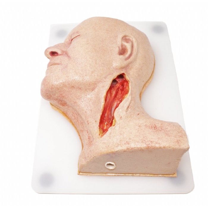 Carotid Head Simulator – Vascular Surgery Training Model – Carotid Endarterectomy Practice – Realistic Surgical Simulation Head – (Professional Training Use)