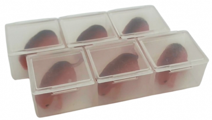 Teenie Mouse – Neonatal Mouse Pup Simulators