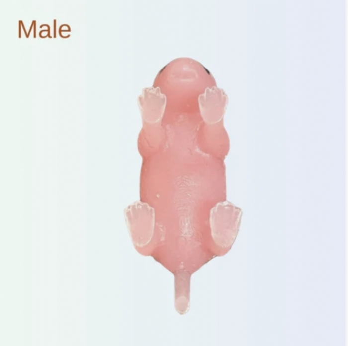 Teenie Mouse – Neonatal Mouse Pup Simulators