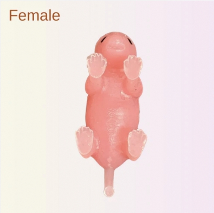 Teenie Mouse – Neonatal Mouse Pup Simulators