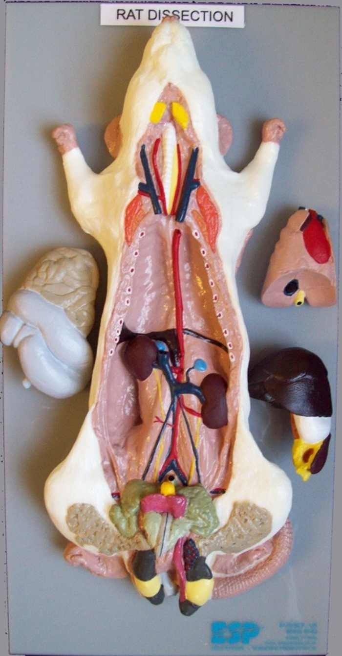 Rat Model General Dissection M