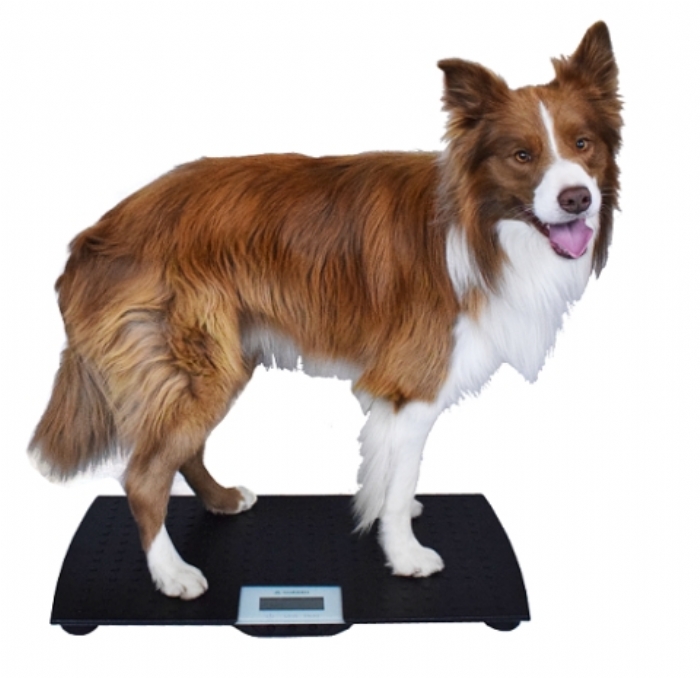 Marsden V-100 Veterinary Scale